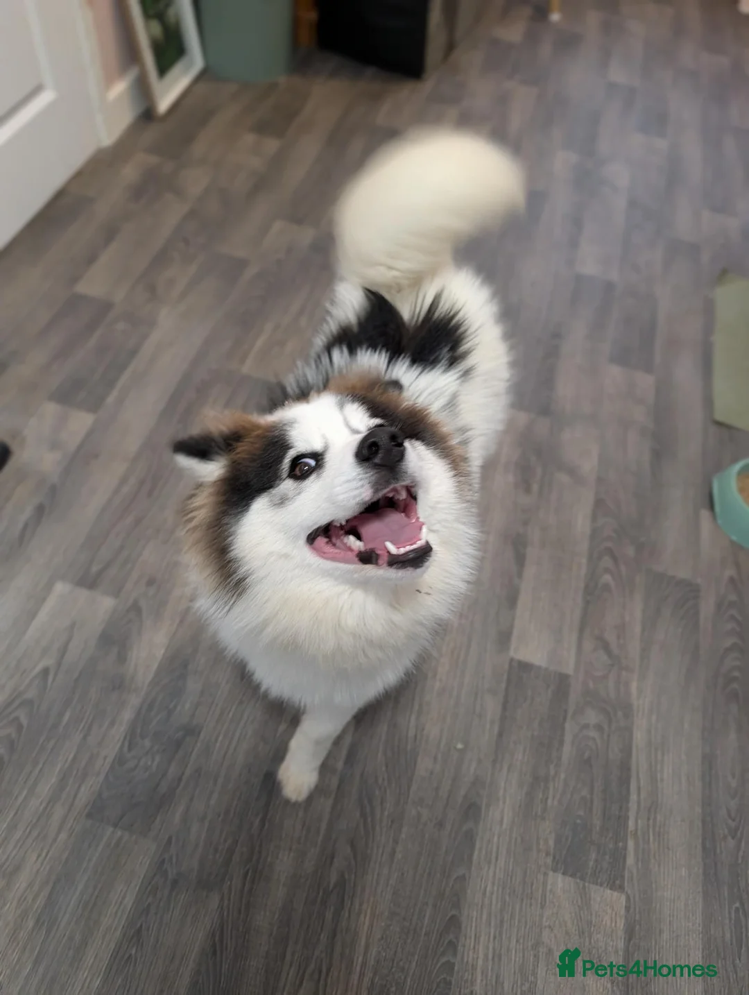 Pomsky dogs for sale: Beautiful 6 months Husky x Pomeranian boy - Advert 2