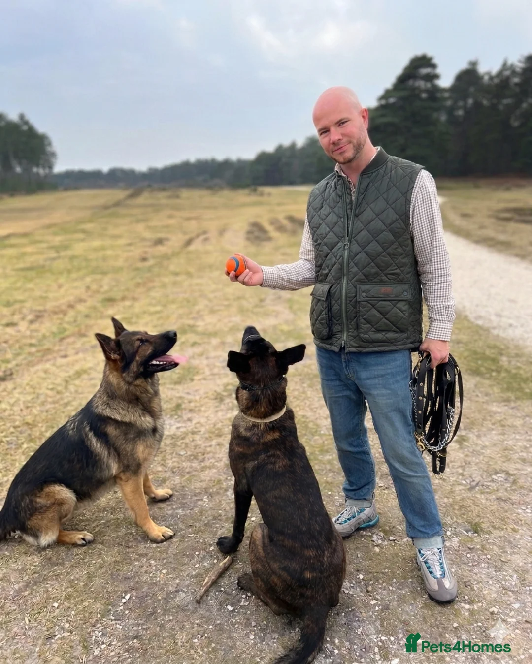 German Shepherd dogs for sale: STUNNING, Chunky Dutch Shepherd x GSD Puppies - Advert 1