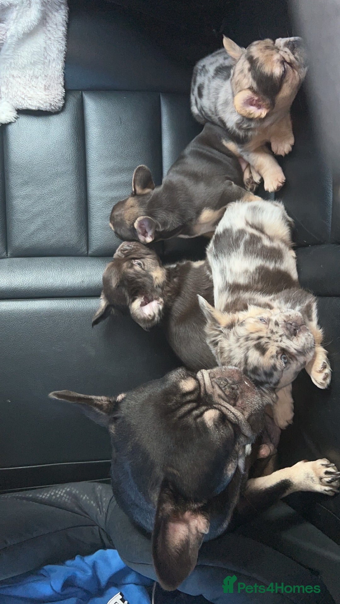 French Bulldog dogs for sale: 4 French bulldog puppies  - Image 19