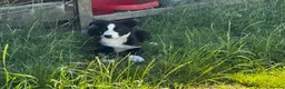 Border Collie dogs for sale: Handsome smooth coated border collie pups in Builth Wells - Advert 5