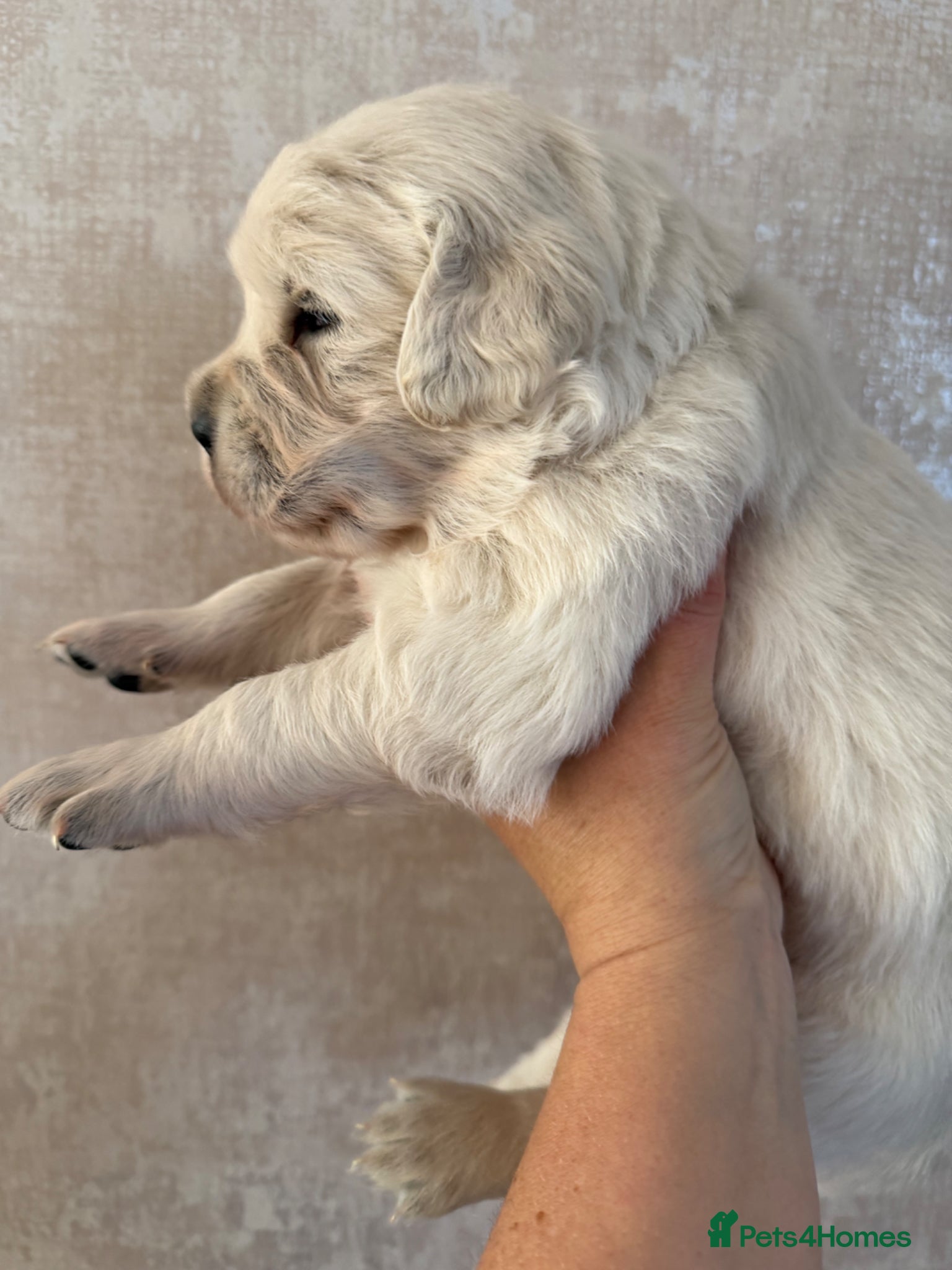 Golden Retriever dogs ICT Clear. KC reg cream golden retriever pups - Advert 1