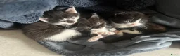 Mixed Breed cats for sale: Mixed Persian kittens  - Advert 11
