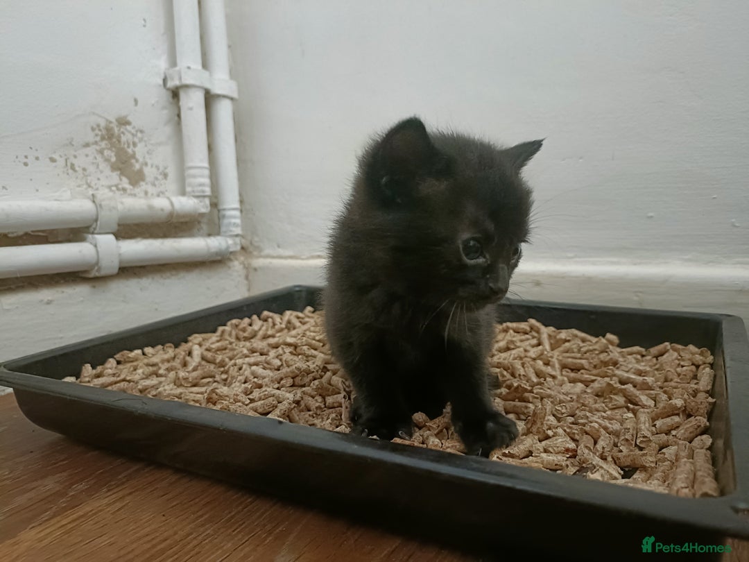 Mixed Breed cats for sale: Sweet kittens for sale - Image 17