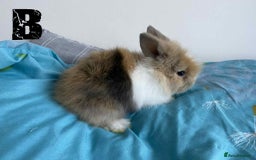 Lionhead rabbits for sale: Pure Breed Fluffy Double Mained Lionhead Kits - Image 5