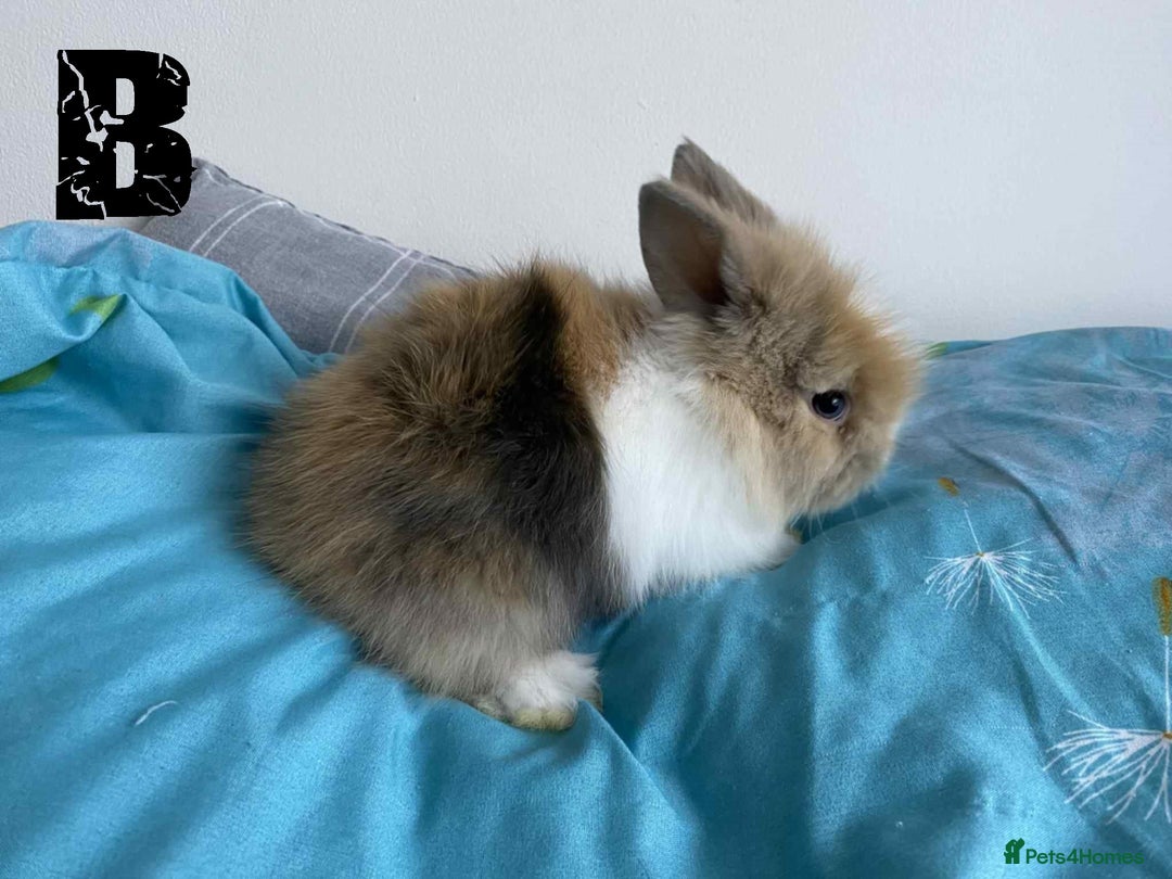 Lionhead rabbits for sale: Pure Breed Fluffy Double Mained Lionhead Kits - Image 5
