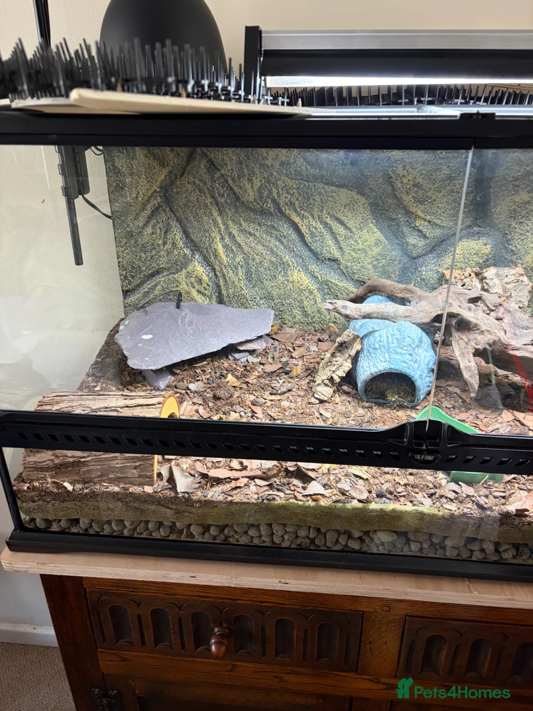 Leopard Gecko reptiles for sale: Leopard Gecko for rehoming - Advert 6