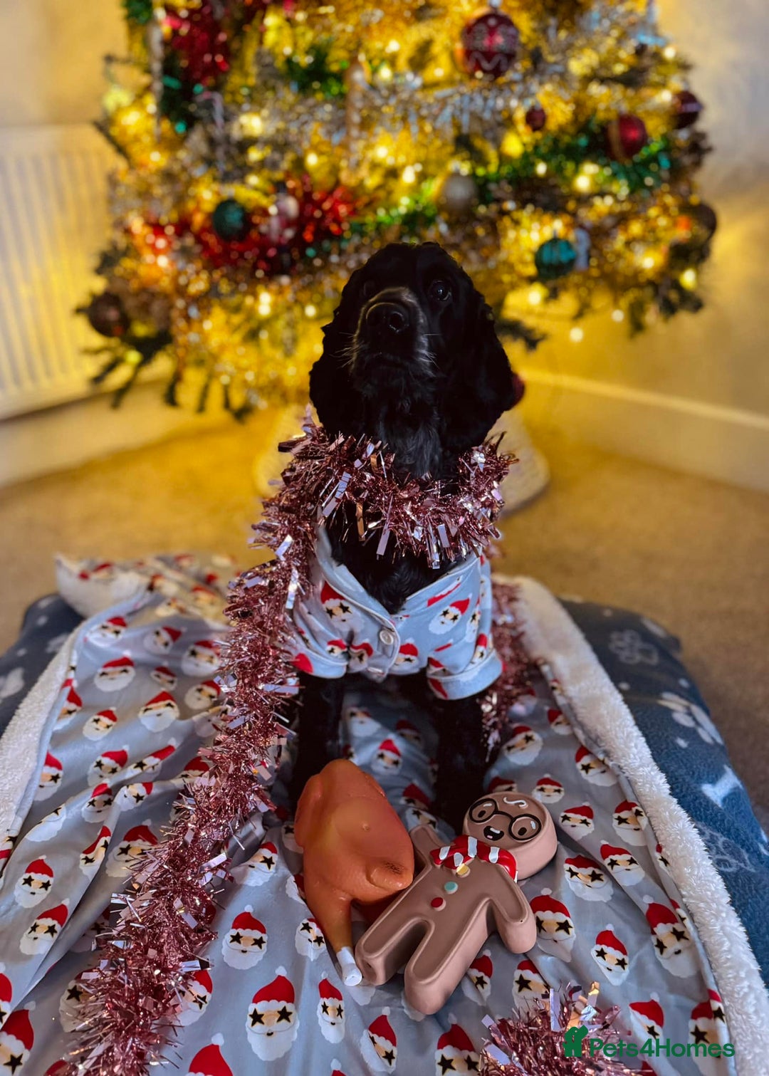 Cocker Spaniel dogs for sale: Pedigree KC Show Cocker Spaniel Puppies - Advert 10