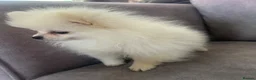 Pomeranian dogs for sale: one little girl Pomeranian puppies - Advert 7