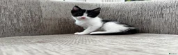 Mixed Breed cats for sale: Female Kittens - Advert 3