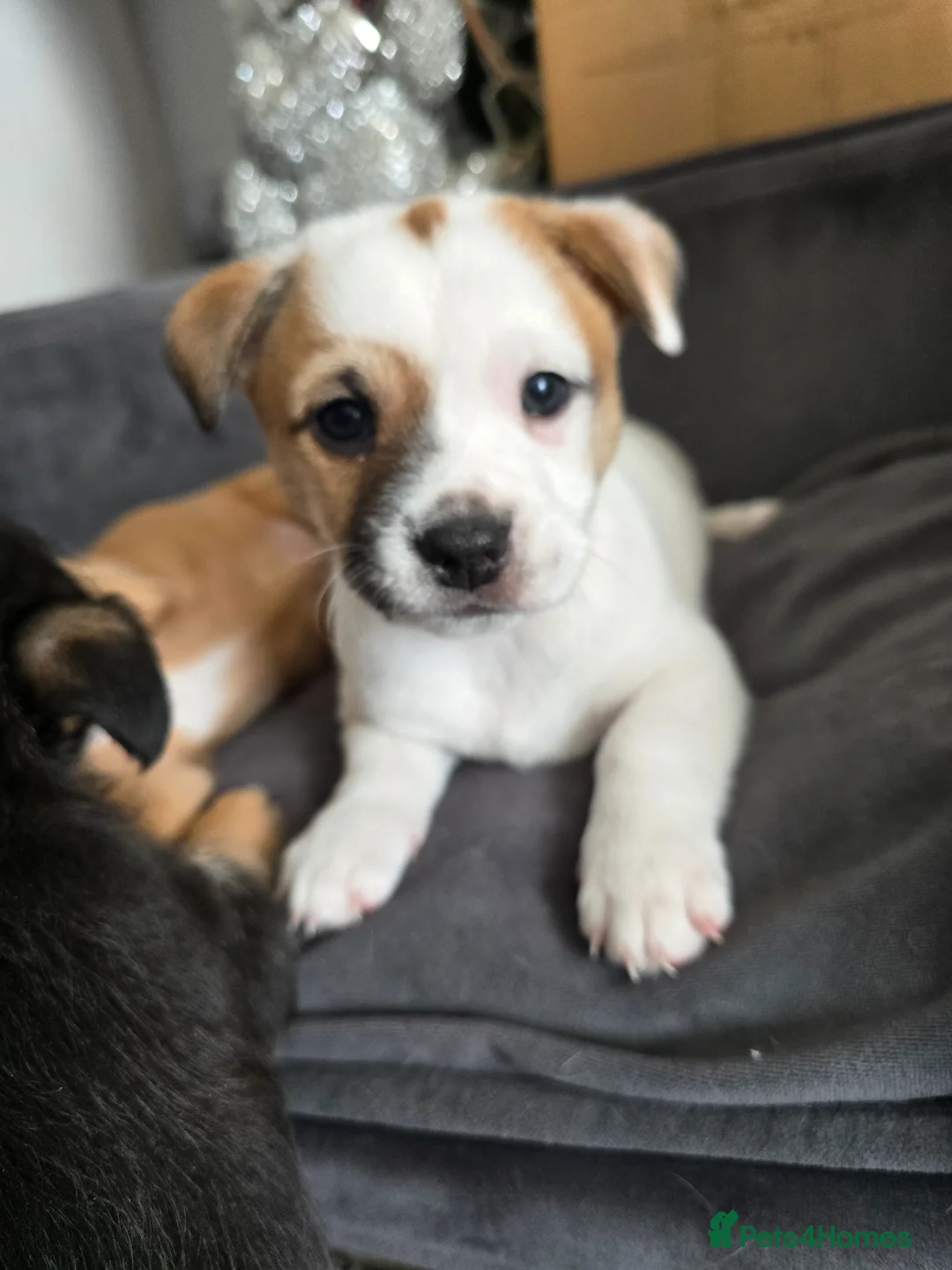 Mixed Breed dogs for sale: ShShih Tzu crossed Jack Russell in Tilbury - Advert 2