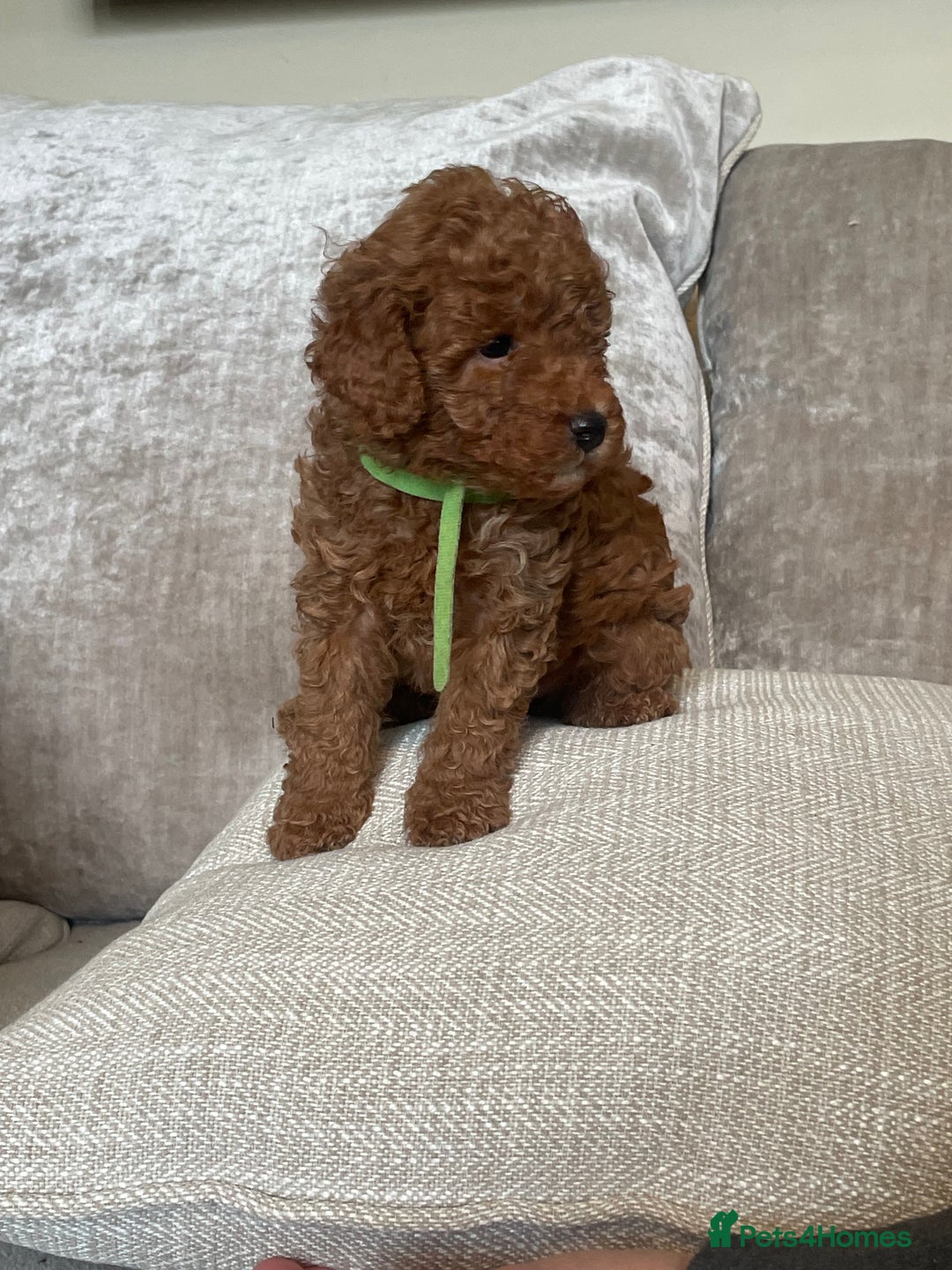 Cavapoo dogs for sale: F1b Cavapoos - Image 9
