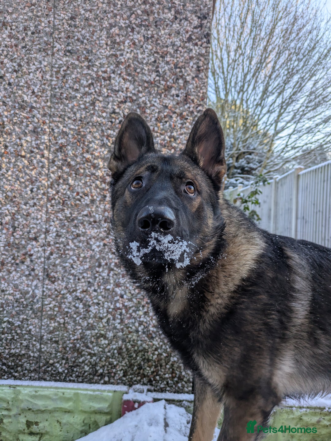 German Shepherd dogs for sale: Friendly, energetic German Shepherd dog 11 months - Advert 7