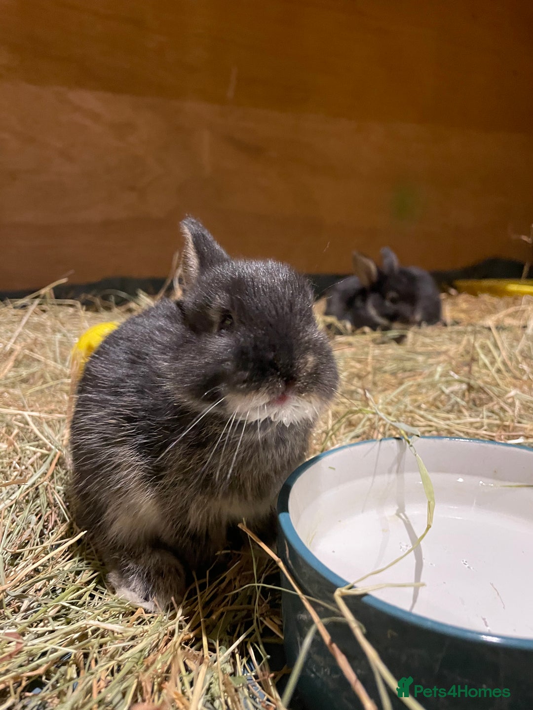 Mixed Breed rabbits for sale: Mini Lop Cross Baby Rabbits - Advert 11