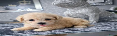 Maltipoo 1