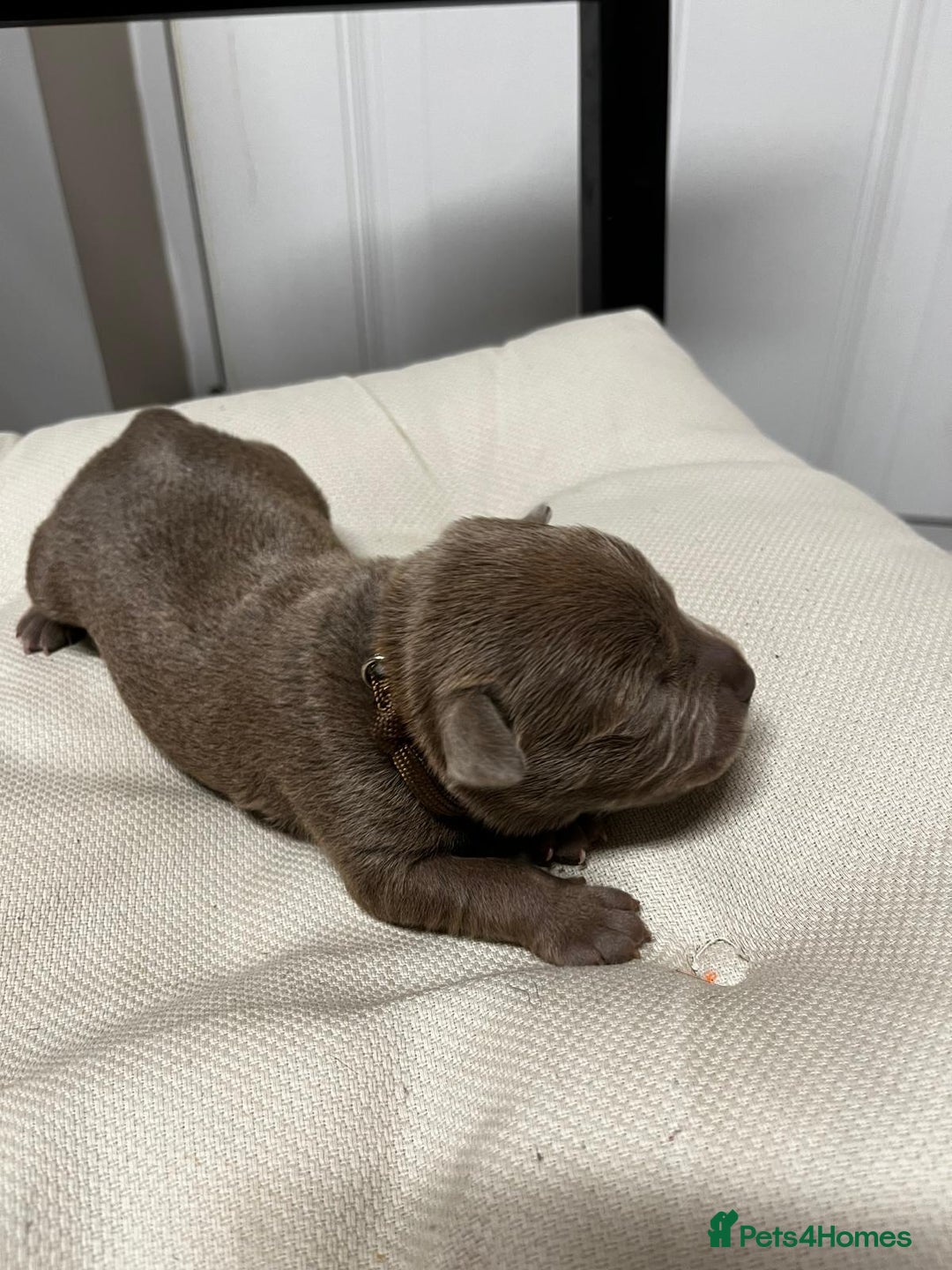 Staffordshire Bull Terrier dogs for sale: 7 gorgeous blue/lilac staffies - Image 9
