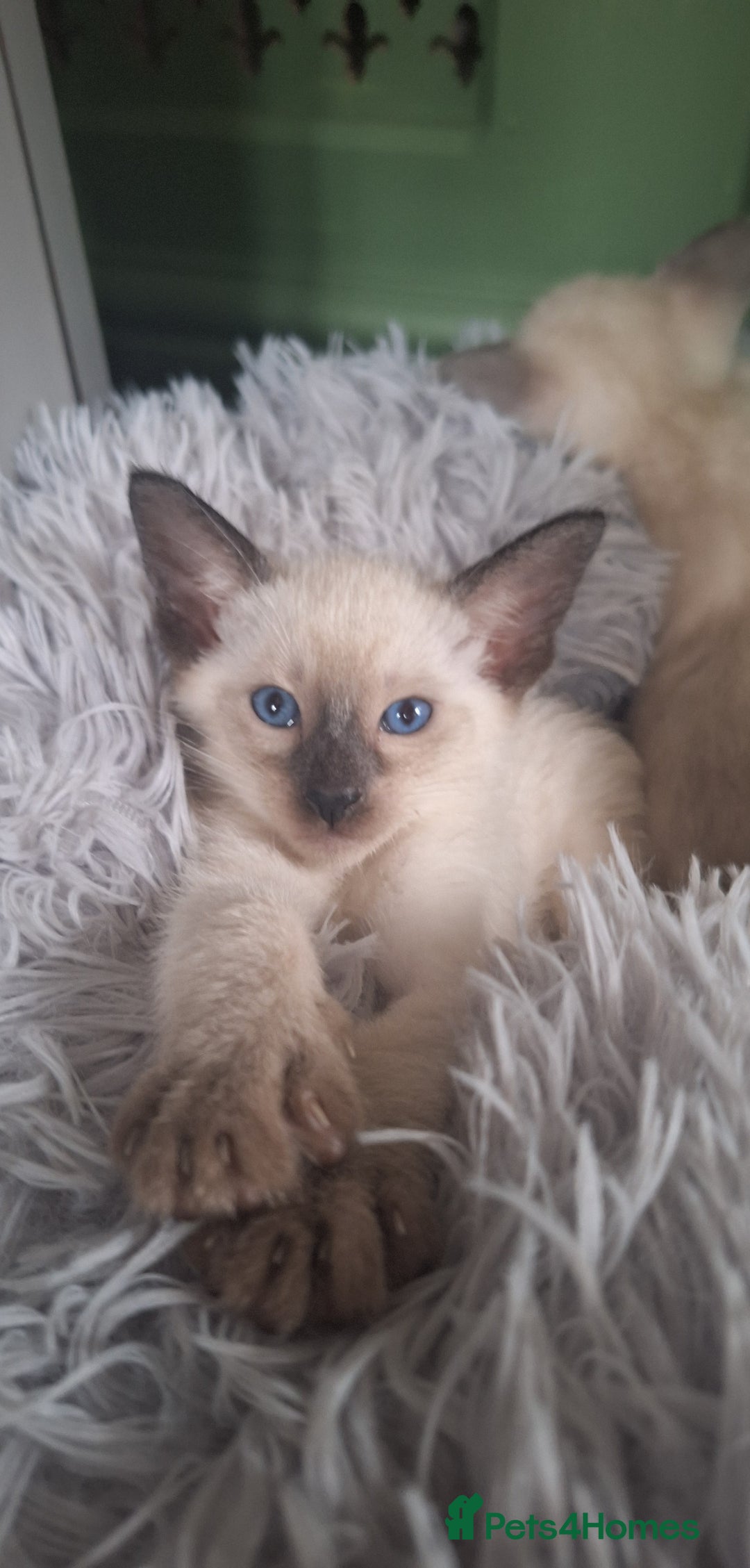 Siamese cats for sale: Beautiful Lilac and chocolate point Siamese  - Image 8