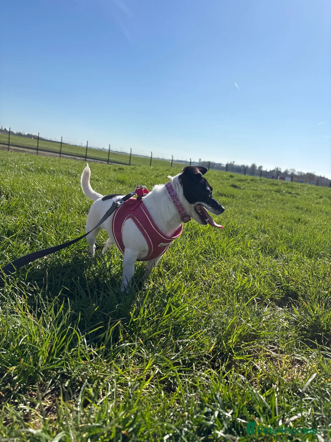 Jack Chi dogs for sale: Jack russel mix  in Solihull - Advert 3