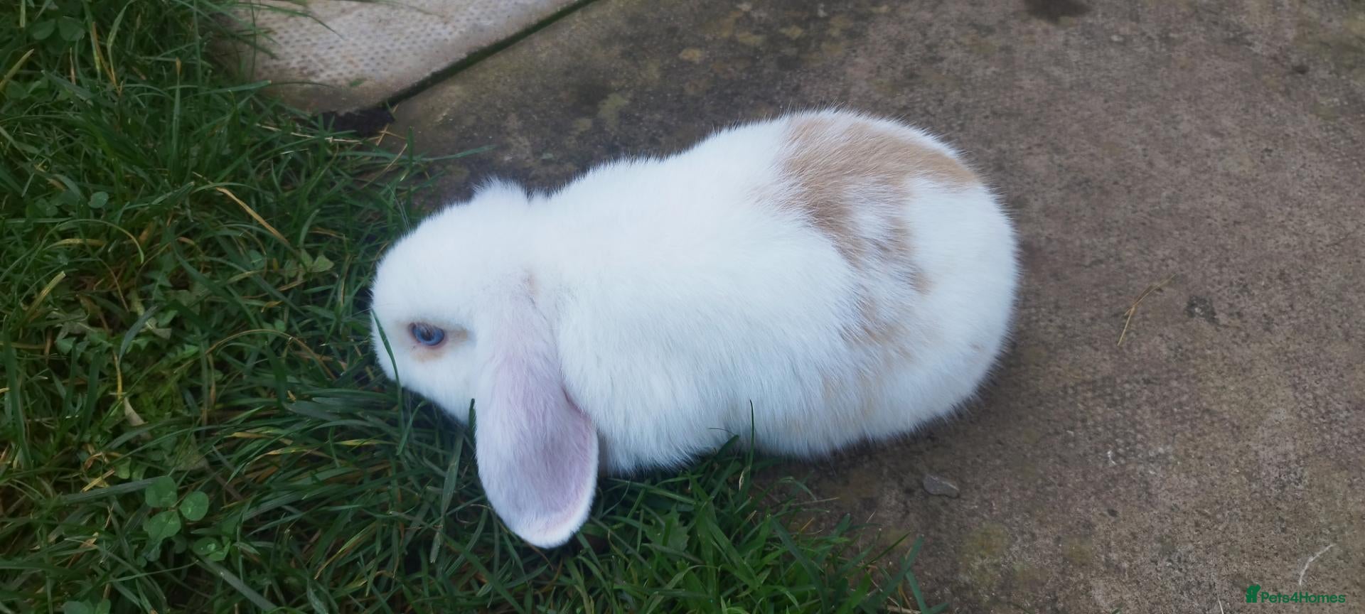 Mini Lop rabbits for sale: 8 weeks old Minilop bunnies - Advert 1