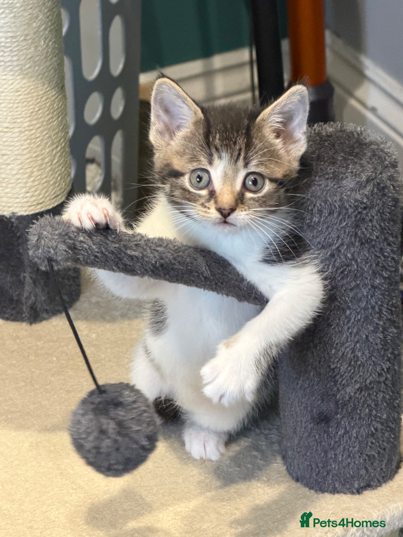 British Shorthair cats BSH cross Persian  - Advert 18