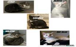 Mixed Breed cats for sale: X5 kittens  - Image 1