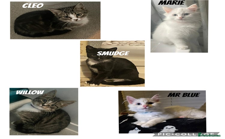 Mixed Breed cats - Advert 4