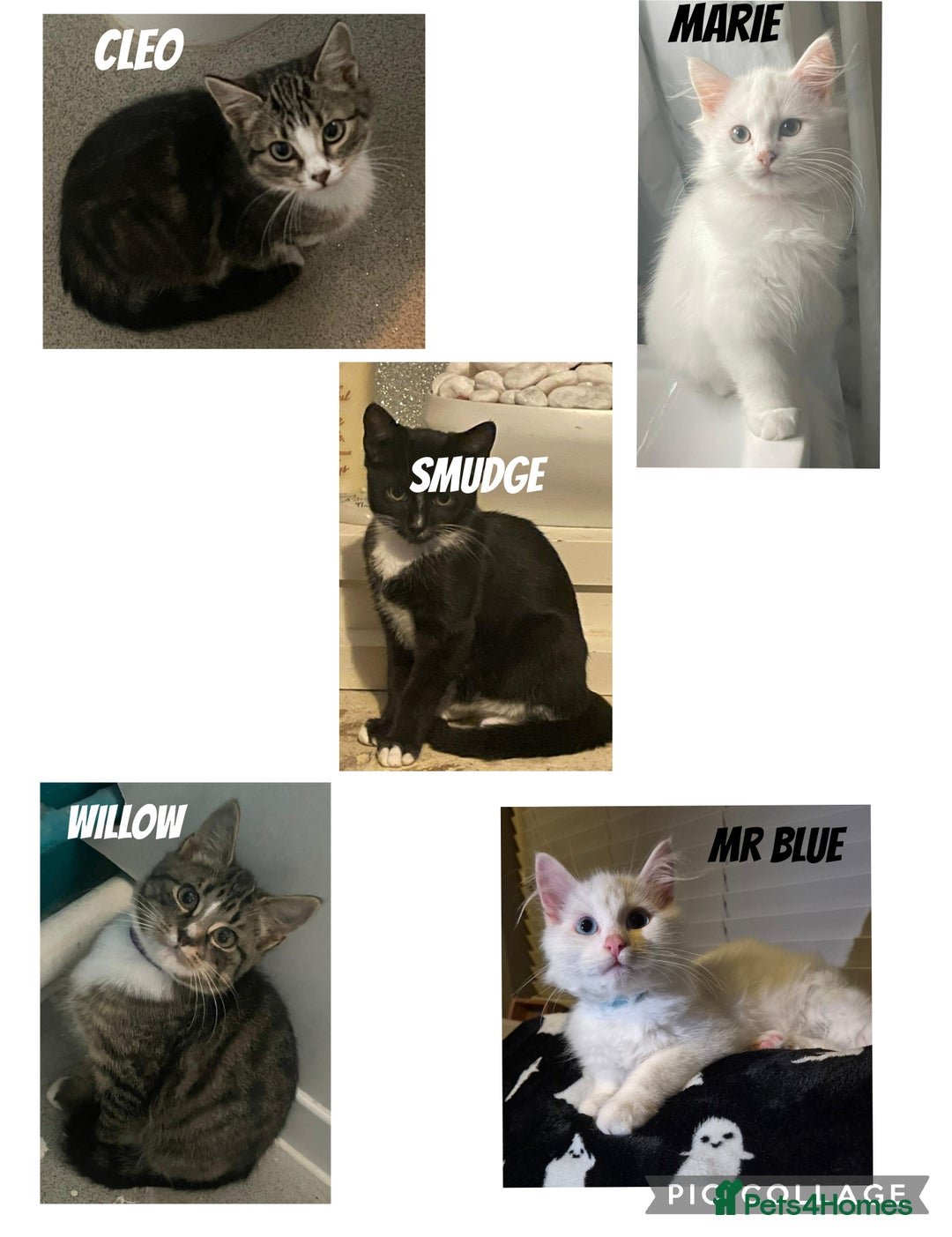 Mixed Breed cats for sale: X5 kittens  - Image 1