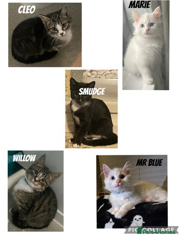 Mixed Breed cats - Advert 4