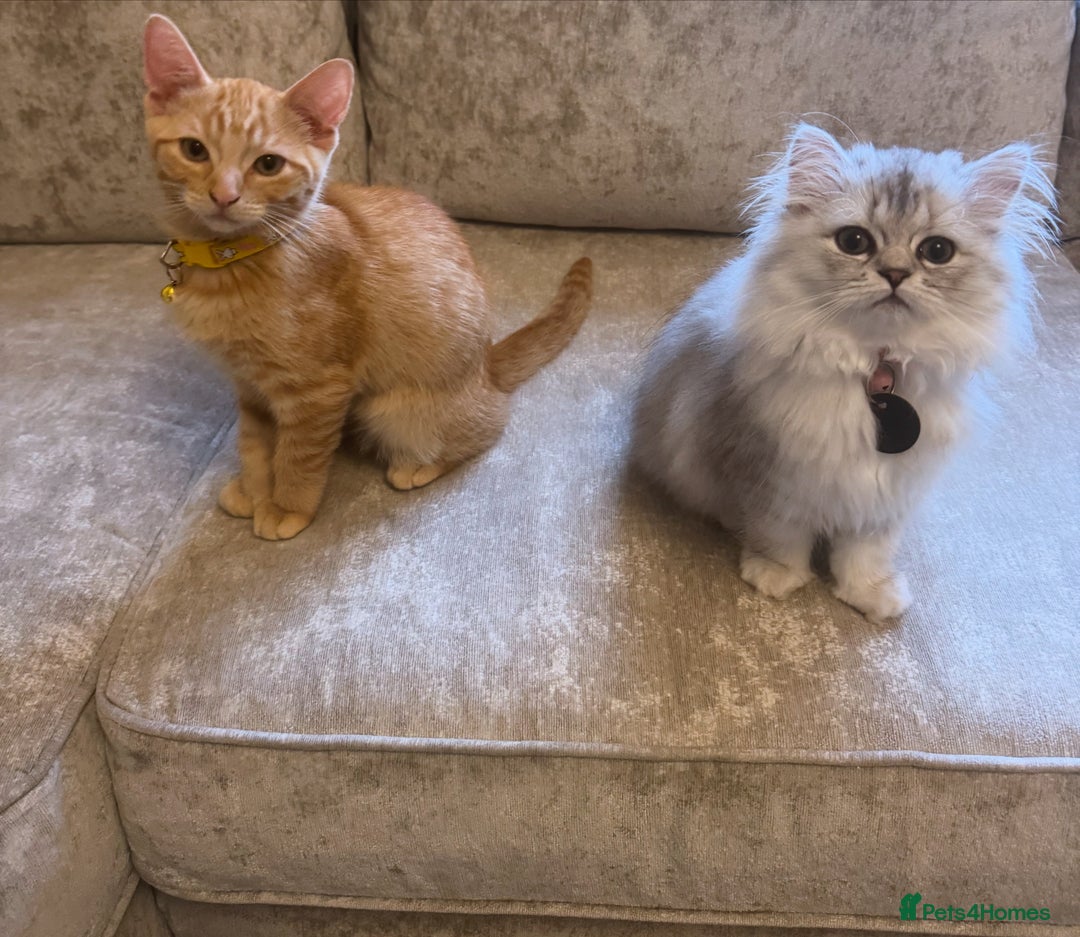 Domestic Shorthair cats for sale: Pumpkin 🎃 & Maple 🍁  - Image 9