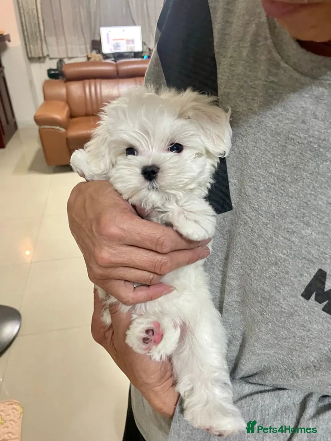 Maltese dogs for sale: AKC reg. Maltese Puppies in Newport - Advert 2