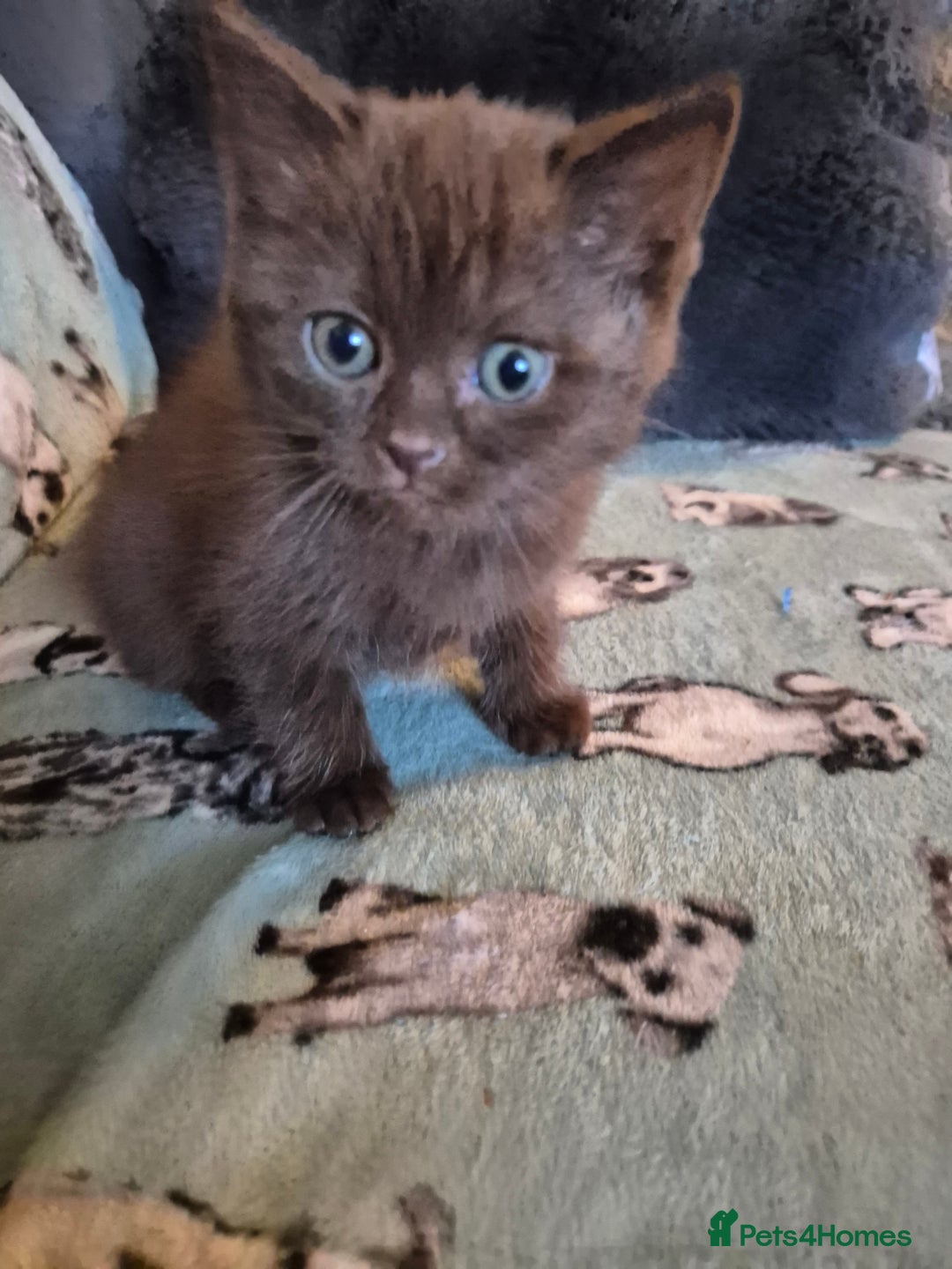 Selkirk Rex cats for sale: Pedigree selkirk rex girls non curly - Advert 24