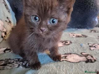 Selkirk Rex cats Pedigree selkirk rex kitten girls non curly - Advert 6