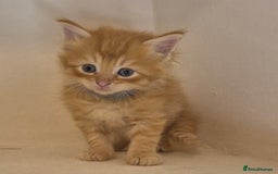 Maine Coon cats for sale: Maine Coon x siberian - Image 6