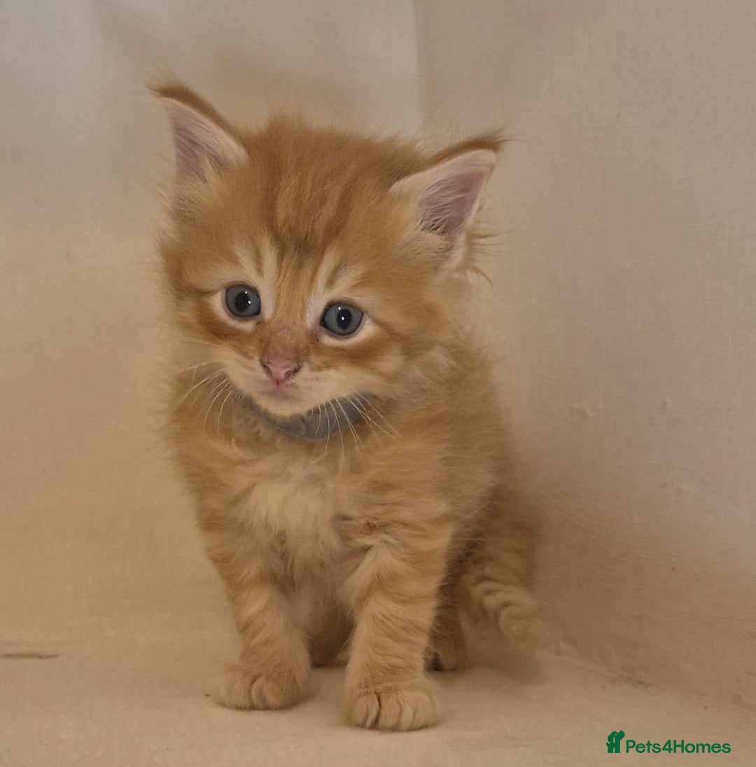 Maine Coon cats for sale: Maine Coon x siberian - Image 6