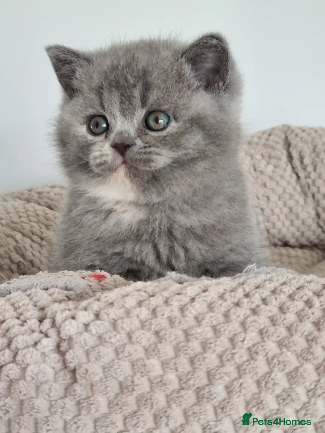 British Shorthair cats for sale: Adorable British Shorthair girl  - Advert 2
