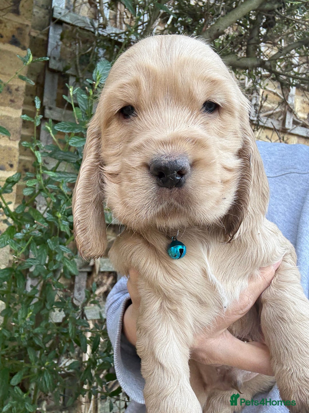 Cocker Spaniel dogs for stud: 🌟 🌟 🌟 English cocker spaniel for stud  in Hook - Advert 11