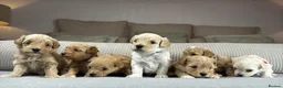 Maltipoo dogs for sale: SEE ALL OUR PUPPIES ON INSTA. OAKWELL RETRIEVERS  - Advert 11