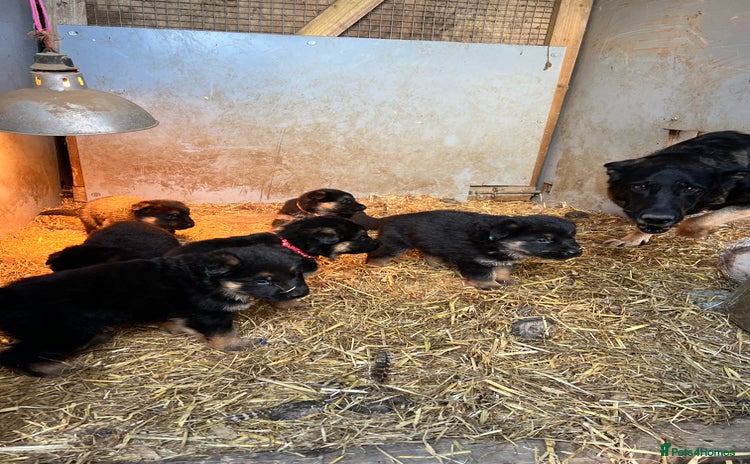 German Shepherd dogs Beautiful chunky German shepherd puppies  - Advert 2