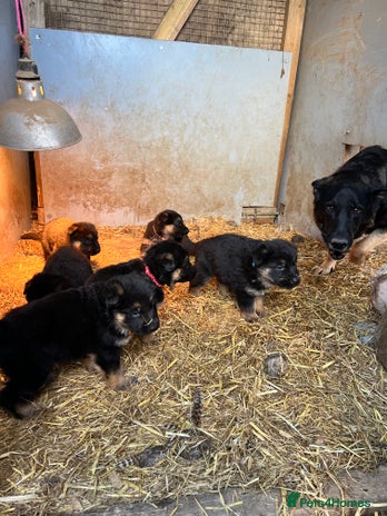 German Shepherd dogs Beautiful chunky German shepherd puppies - Advert 2