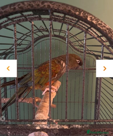Conures birds - Advert 14