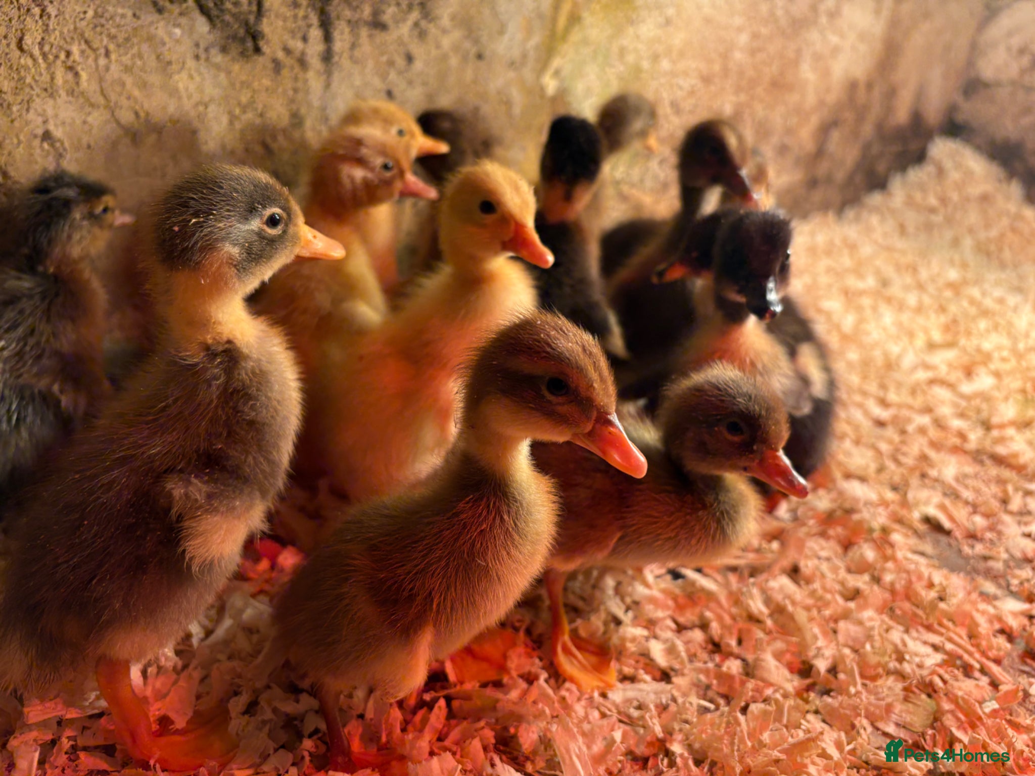 Ducks poultry Indian runner ducklings  - Advert 1