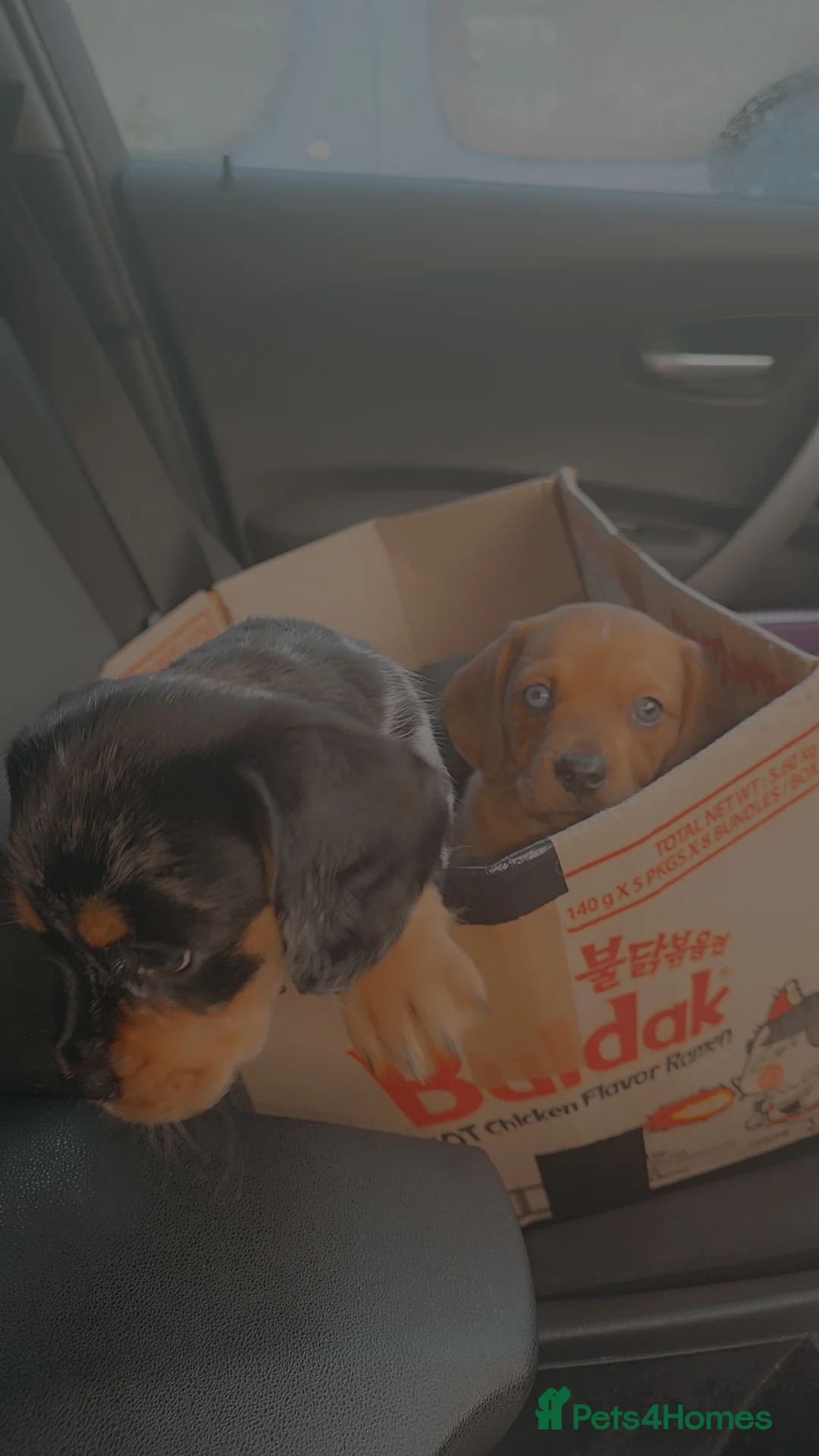 Mixed Breed dogs for sale: Daschund X Pug - Advert 18