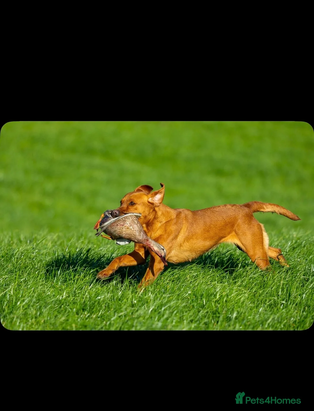 Labrador Retriever dogs for sale: Dark Fox Red Labrador Puppies - KC Registered  in Preston - Advert 2