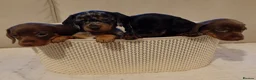 Miniature Dachshund dogs for sale: 💜 miniature dachshunds 💝 in Preston - Advert 2