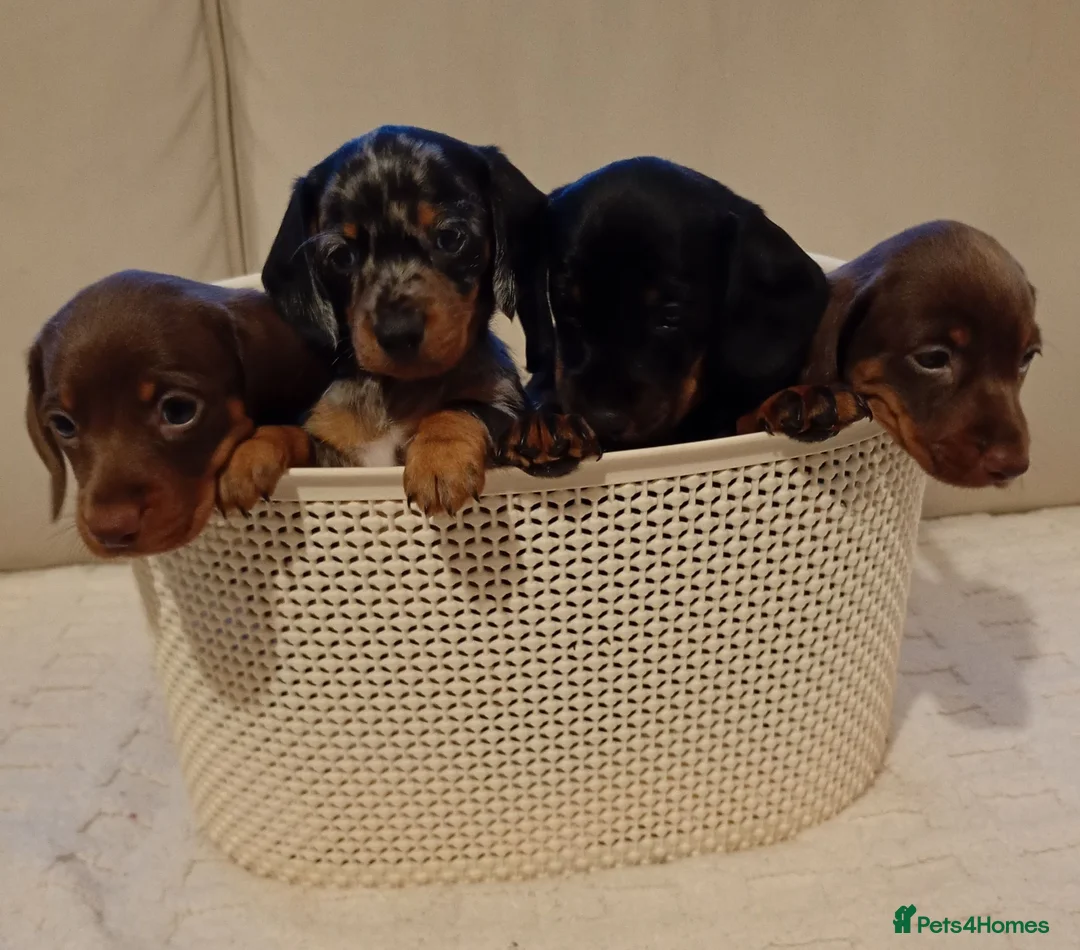 Miniature Dachshund dogs for sale: 💜 miniature dachshunds 💝 in Preston - Advert 2