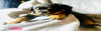 Rottweiler Puppy 7