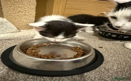 Mixed Breed cats for sale: 🤩🤩 8 beautiful babies 🤩🤩 - Image 12