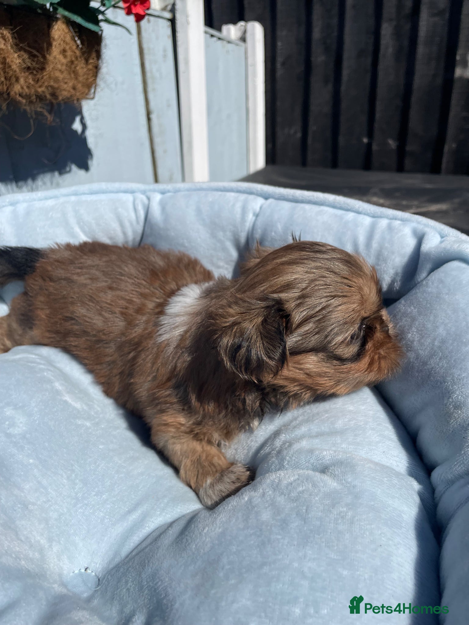 Shih Tzu dogs KC reg standard shihtzu - Advert 1