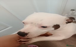 Staffordshire Bull Terrier dogs for sale: 2 year old beautiful girl staffy  - Image 3
