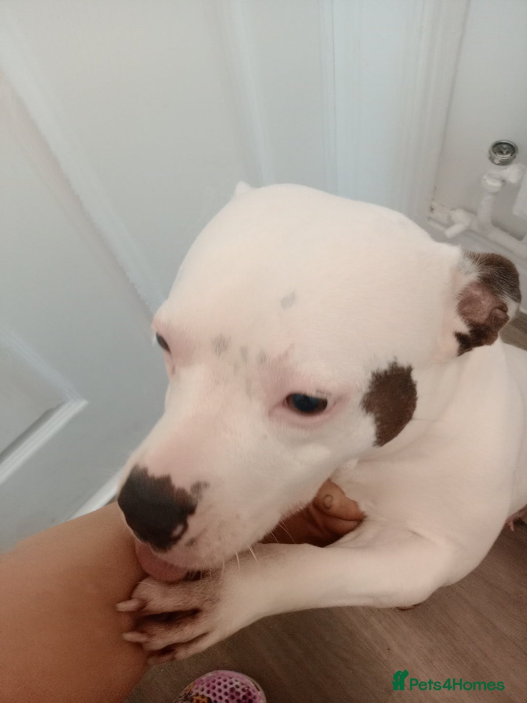 Staffordshire Bull Terrier dogs for sale: 2 year old beautiful girl staffy  - Image 3
