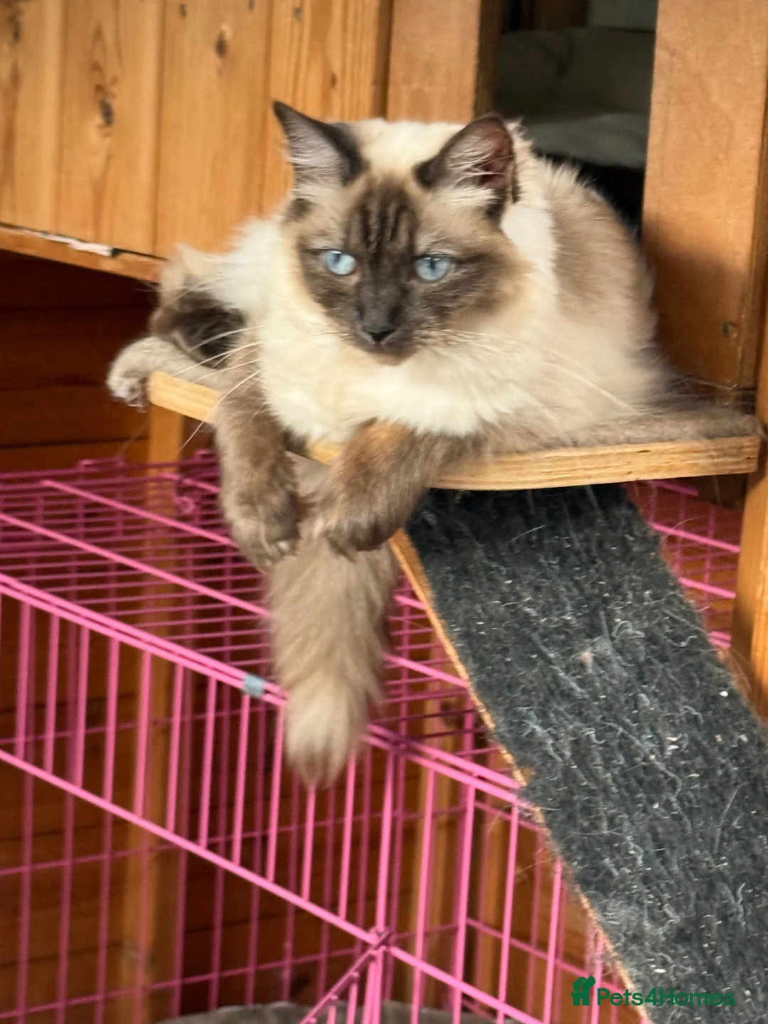 Ragdoll cats for sale: STUNNING SEAL POINT FEMALE RAGDOLL  - Advert 2